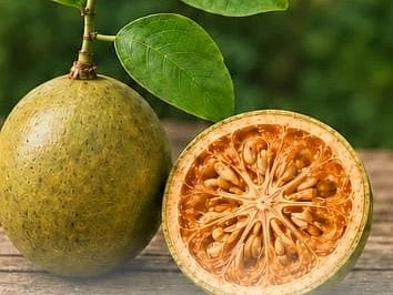 औषधीय गुणों से भरपूर है बेल का पेड़, आयुष मंत्रालय ने बताए इसके चमत्कारी गुण