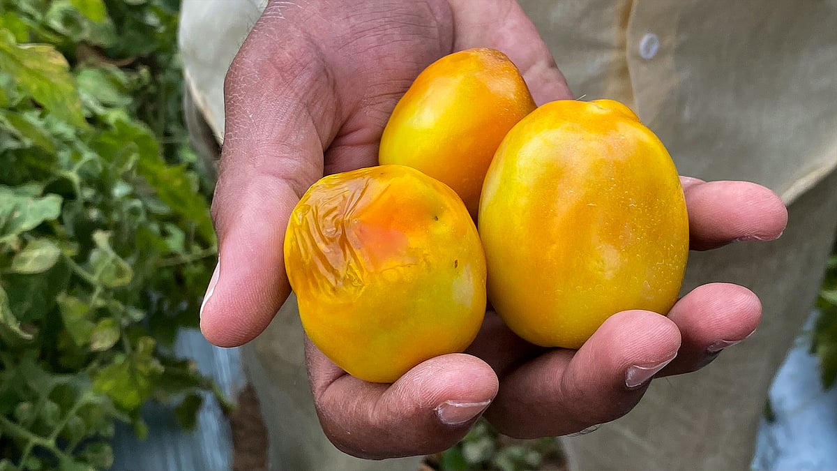 Tomatoes affected by the cucumber mosaic virus.