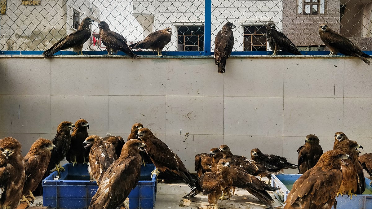 Kites at the aviary at Wildlife Rescue, a veterinary and rehabilitation clinic in Wazirabad.