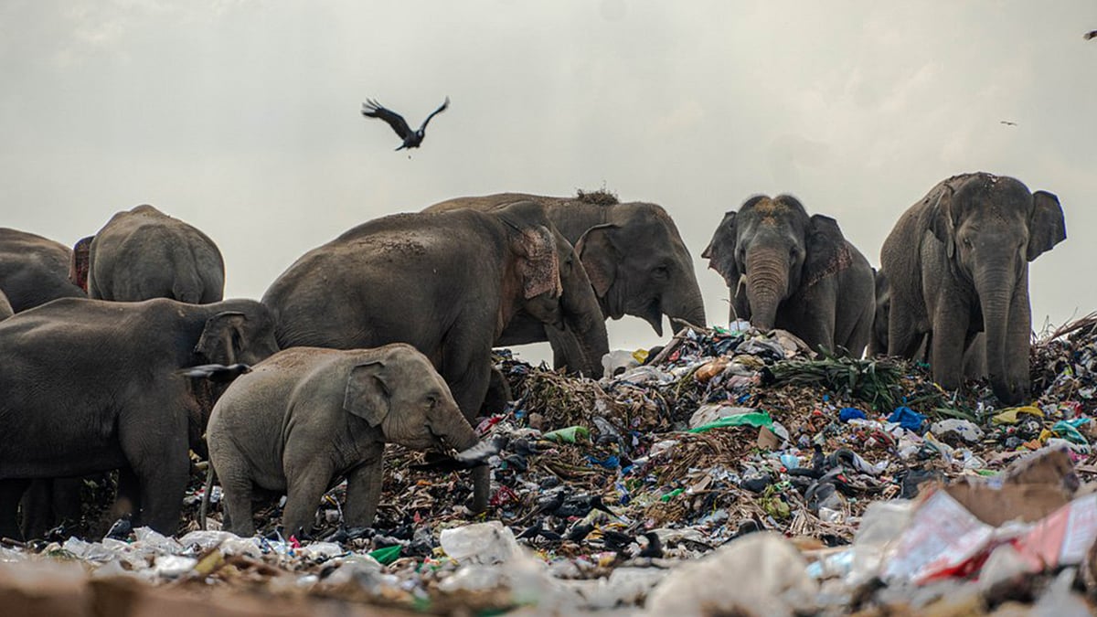 श्रीलंका में प्लास्टिक कचरे के ढेर के बीच हाथियों का झुंड