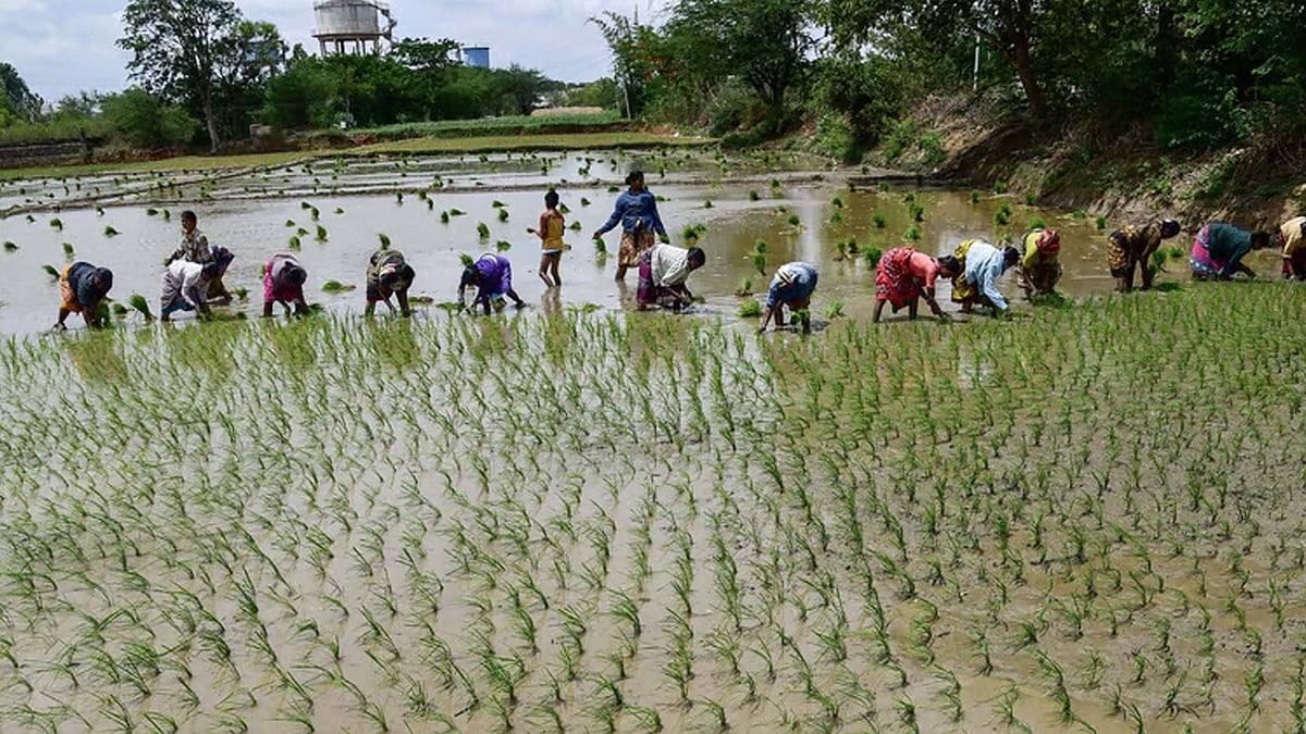Paddy farmers in Telangana.