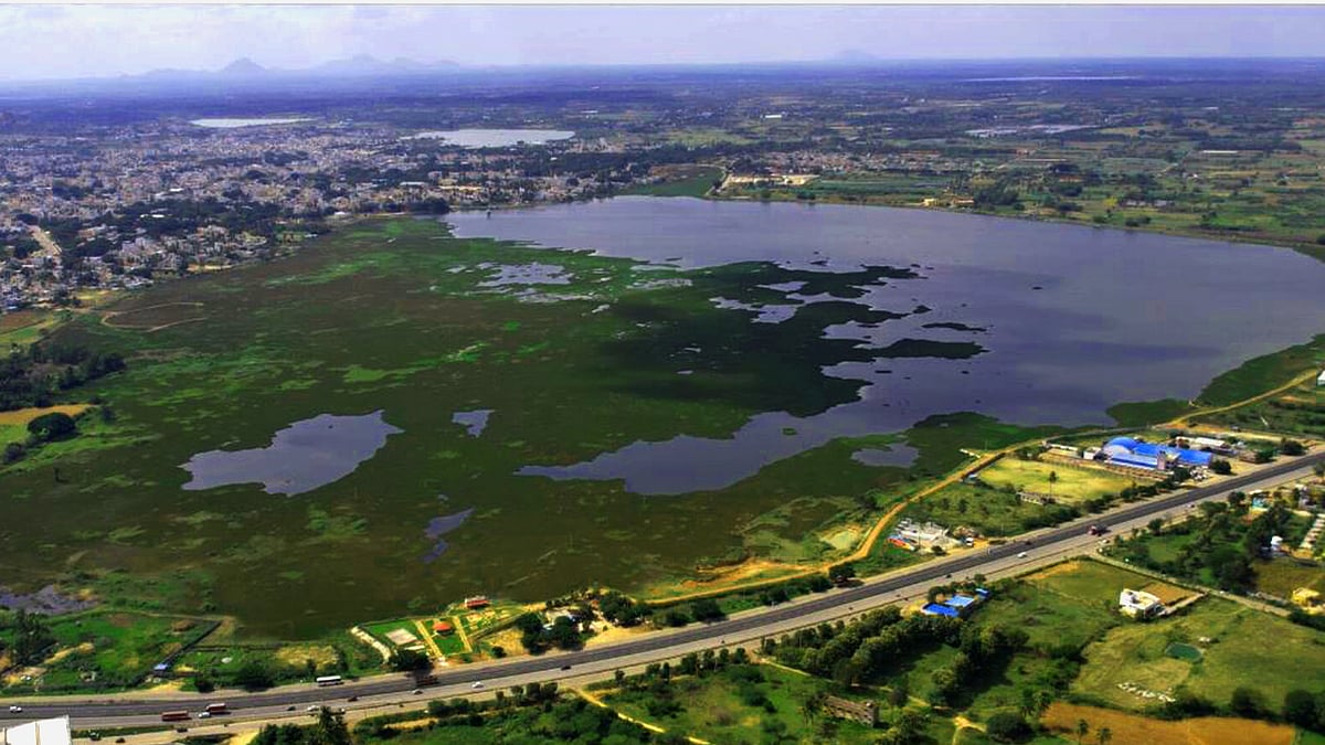 कर्नाटक के कोलार जिले में जलकुंभी से पटी कोलारम्मा झील का ड्रोन शॉट.