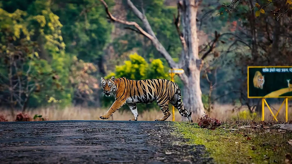 Tiger crossing near a signboard in Tadoba. 