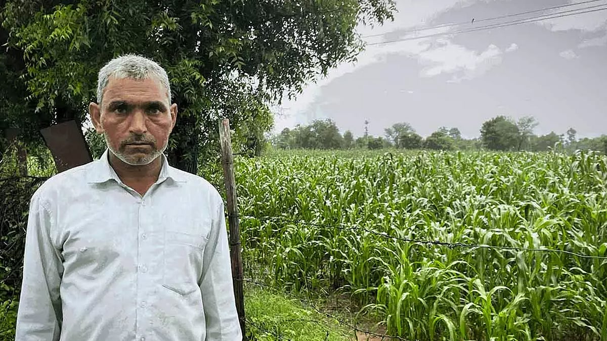 Kajodmal Sharma, a farmer in Peeliya village in Jaipur district, with his bajra (pearl millet) crop. 