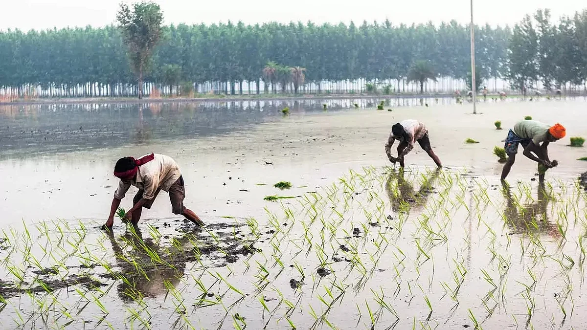 Selling Water: How Punjab’s Basmati Exports Are Worsening Its Groundwater Crisis