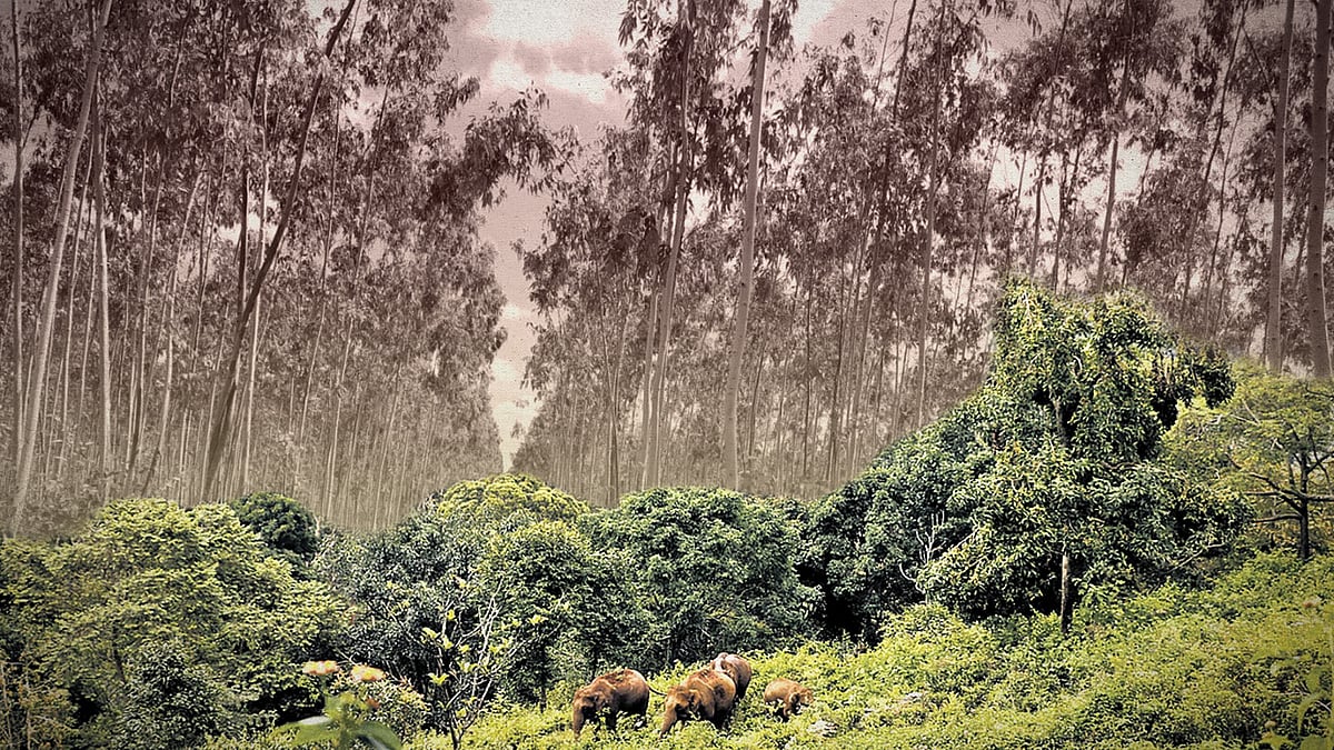 ‘Disastrous’: Modi govt allows commercial plantations in forests, drops safeguards 1 Article image