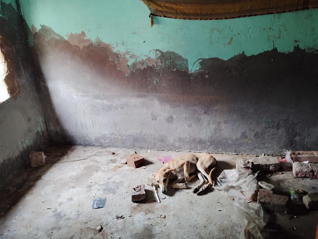 A dog in a vacant room