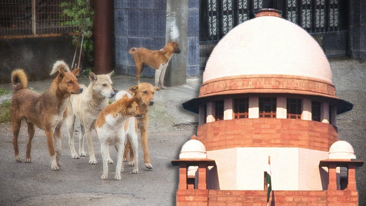 Supreme Court's stray dog ruling: Extremely grim, against rules, barely  rational