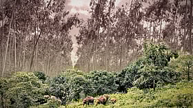 ‘Disastrous’: Modi govt allows commercial plantations in forests, drops safeguards