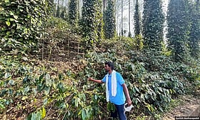 How Araku’s coffee farmers are tackling climate change
