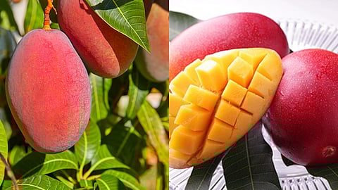 മിയാസാക്കി മാമ്പഴം