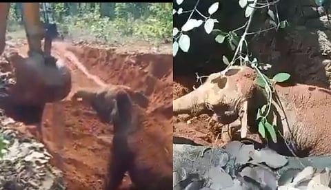 calf escaping from a pit