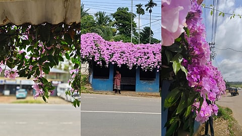 നമ്പികൊല്ലി ബസ് സ്റ്റോപ്പ് , സുൽത്താൻ ബത്തേരി
