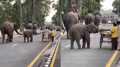 Cute elephant video Viral on X