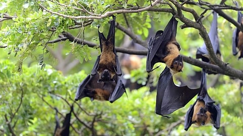 Nipah virus resurfaces in Kerala updates