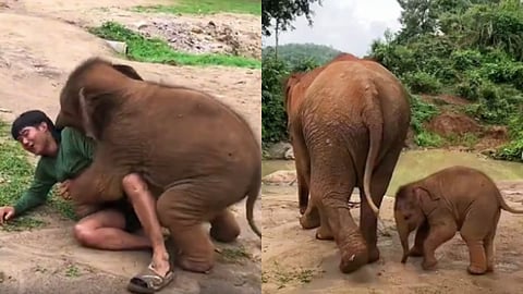 ആനക്കുട്ടിയുടെ വികൃതി