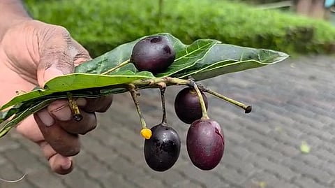 വിഷക്കായ