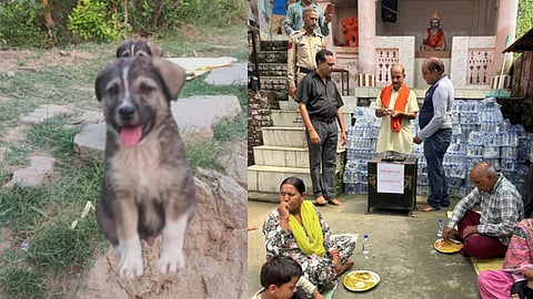 Dog rescue 67 people from landslide in HImachal Pradesh