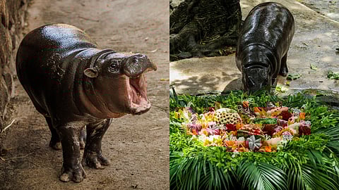 ഒന്നാം പിറന്നാളാഘോഷിച്ച് സെൻസേഷൻ മൂ ഡെങ് ഹിപ്പോ