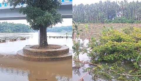 മാവൂരിലെ താഴ്ന്ന പ്രദേശങ്ങളിൽ വെള്ളം കയറിയ നിലയിൽ