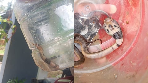 കുട്ടികൾ പിടിച്ച മൂർഖൻ പാമ്പ്