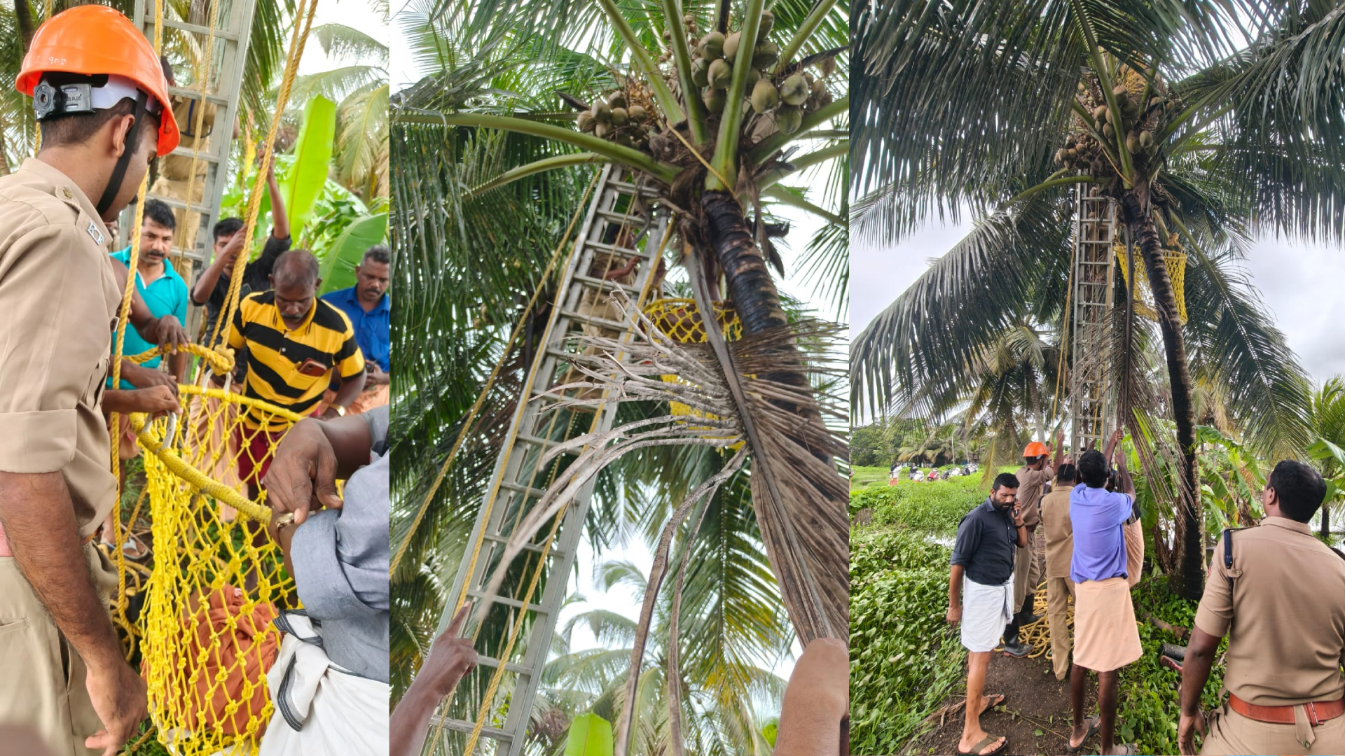 Man died upon a coconut tree in vadayar, kottayam