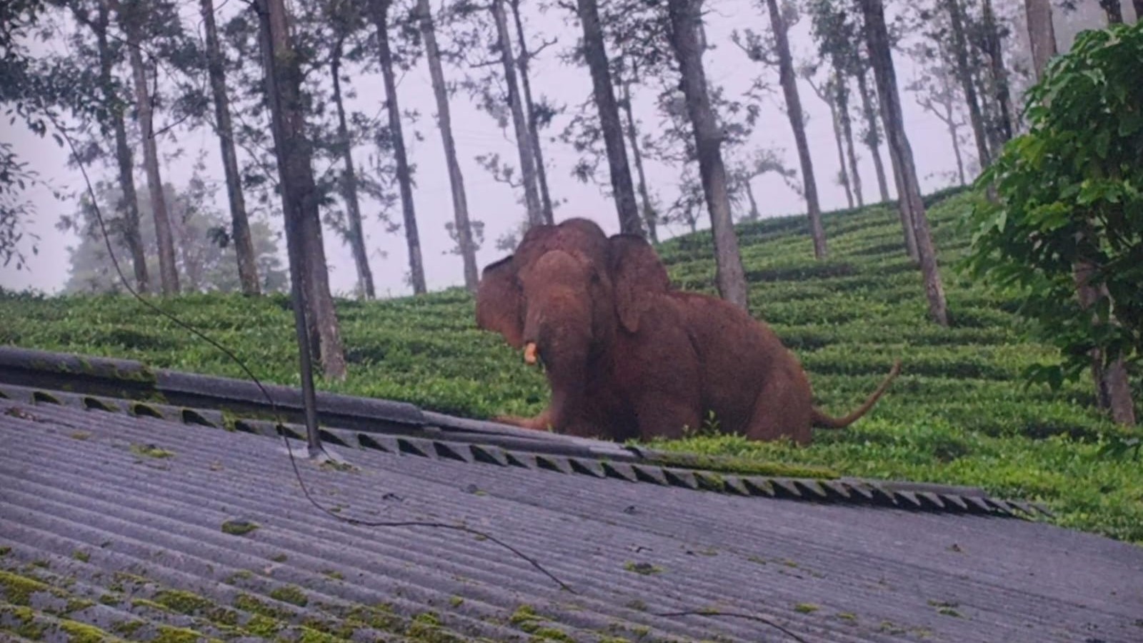 കാട്ടാന ആക്രമണം