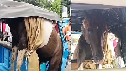Horse fight in Jabalpur, Horses Fight In Madhya Pradesh, One Leaps Into Rickshaw And Gets Stuck