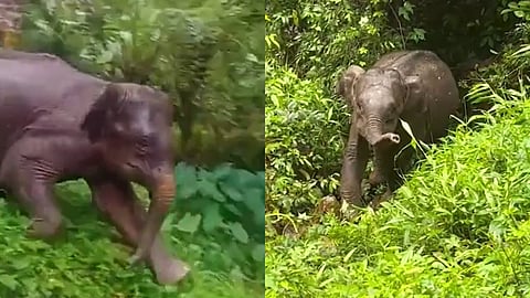 തൊട്ടിൽപ്പാലത്ത് ഭീതി പടർത്തി കാട്ടാനക്കുട്ടി