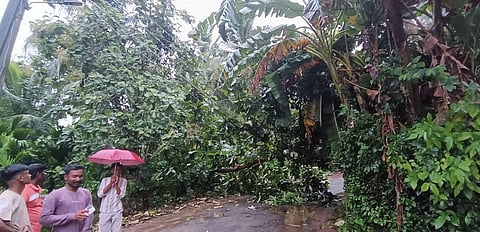 കനത്തമഴയിൽ മരം കടപുഴകി ഇലക്ട്രിക് ലൈനിൽ വീണു