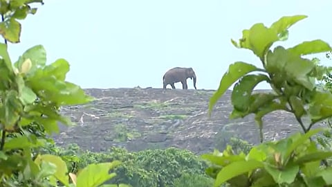 കാട്ടാന പി.ടി. 5