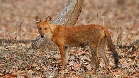 കുറുക്കൻ പഠനം 