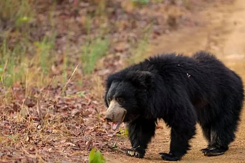 എട്ടുവയസുകാരനെ കരടി ആക്രമിച്ച് കൊലപ്പെടുത്തി