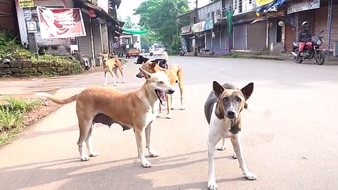 തെരുവുനായ നായ ശല്യം രൂക്ഷം