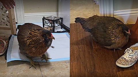 world oldest Chicken