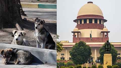തെരുവ് നായ്ക്കൾക്ക് ഭക്ഷണം നൽകാൻ പ്രത്യേക സൗകര്യം ഒരുക്കണമെന്നും കോടതി ചൂണ്ടിക്കാട്ടി