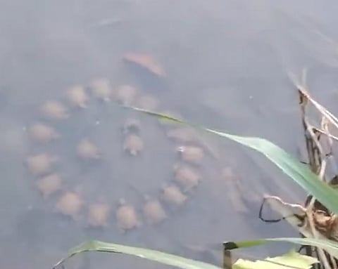 ആമകളുടെ മീറ്റിങ്