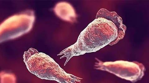 Amebic meningoencephalitis 