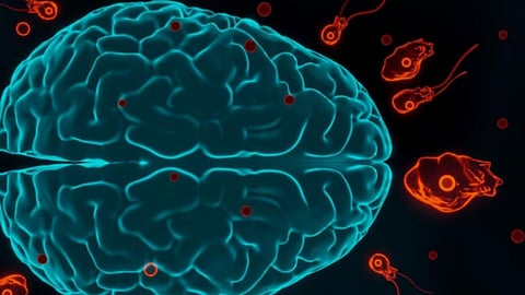 amoebic meningoencephalitis