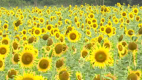 കടൽക്കാറ്റേറ്റ് സൂര്യനെ നോക്കി ചിരിക്കുന്ന സൂര്യകാന്തിപ്പൂക്കൾ; തലസ്ഥാനത്ത് നിന്ന് ഒരു ഓണക്കാഴ്‌ച