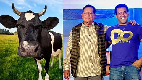 Salim khan says not to kill cows