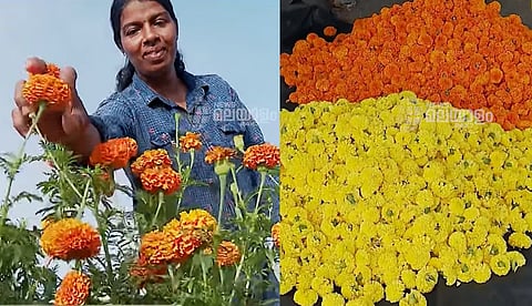 ആലപ്പുഴക്കാര്‍ക്ക് പൂക്കളമൊരുക്കാന്‍ തമിഴ്‌നാടിനെ ആശ്രയിക്കേണ്ട, ചെണ്ടുമല്ലിയും വാടാമല്ലിയുമൊക്കെ ഇലഞ്ഞിപ്പാടത്തുണ്ട് 