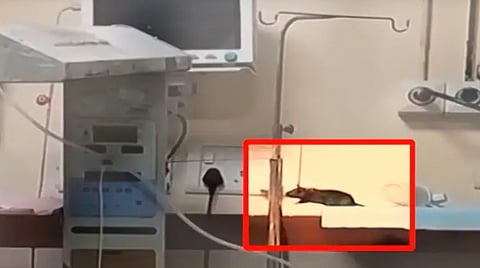 ആശുപത്രിയിൽ കണ്ട എലി