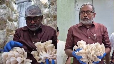 മന്ത്രിയുടെ വീട്ടിലെ കൂൺകൃഷി 