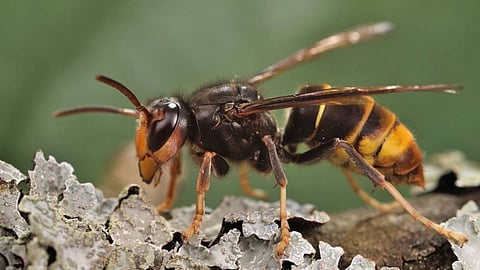 പ്രതീകാത്മക ചിത്രം 