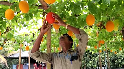 'സ്വർഗത്തിലെ കനി' ആലപ്പുഴയിലും; ഗാഗ് ഫ്രൂട്ട് വീട്ടിൽ വളർത്തി ദേവരാജൻ