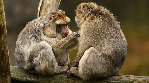 സ്വവര്‍ഗാനുരാഗം നോര്‍മലാണ്, മനുഷ്യരില്‍ മാത്രമല്ല മൃഗങ്ങളിലും പക്ഷികളിലും 