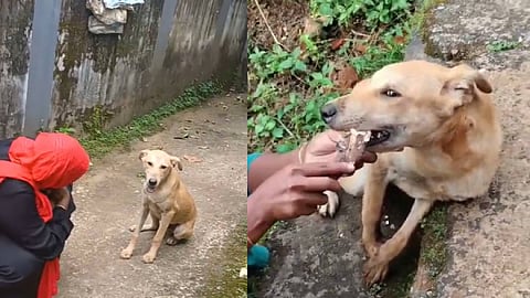 തെരുവുനായ വീണ്ടും നസീറയെ കാണാനെത്തിയപ്പോൾ