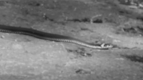 നവവധുവിനെ മുറിക്കുള്ളിൽ പൂട്ടിയിട്ട് പാമ്പിനെ കൊണ്ട് കടിപ്പിച്ച് ഭർതൃവീട്ടുകാർ; കൊലപാതകശ്രമം സ്ത്രീധനം കുറഞ്ഞുപോയതിന്