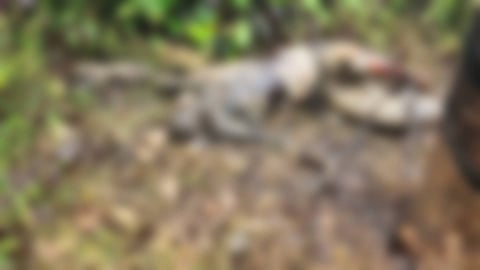 കൊല്ലത്ത് മരത്തിൽ ചങ്ങലയ്ക്കിട്ട് കെട്ടിയ നിലയിൽ ജീർണിച്ച മൃതദേഹം കണ്ടെത്തി